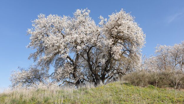 Almendros en flor